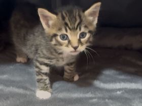 🐾 Zwei zuckersüße Maine Coon-Mix Kitten suchen ein liebevolles Zuhause auf Lebenszeit! 🐾