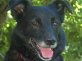Sammy Deluxe
