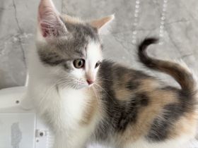 Wunderschöne Kitten suchen ab der 12. Woche ihr Für-immer-Zuhause