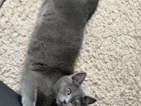 Britisch kurzhaar Katze Geschwister