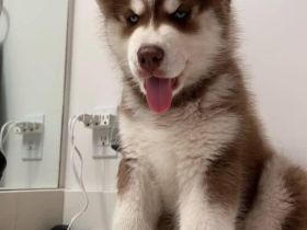Siberian Husky Welpen - Rüden und Hündinnen