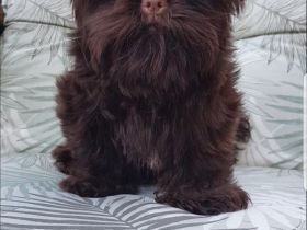 Yorkshire Terrier Mädel