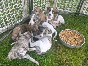 🐾 Wunderschöne Whippet-Welpen suchen ein liebevolles Zuhause 🐾