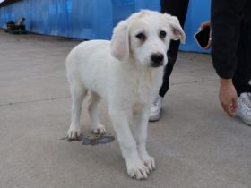 Zuhause gesucht für Snowy