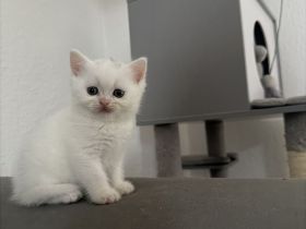 Bkh kitten Weibchen & Männchen