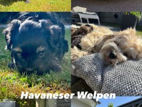 Reinrassige Havaneser Welpen ab Ende Juni