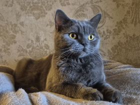 Reinrassige Traumkatze Ciri mit Stammbaum sucht ihr Körbchen (3 Jahre, Selkirk Rex Straight)