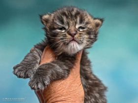 Maine Coon Kitten Harry