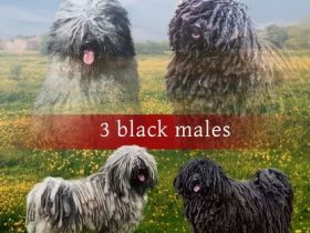 Puli