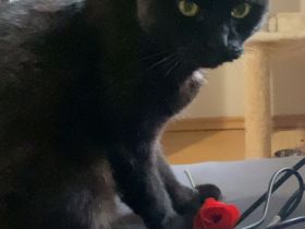 Verschmuster Katzenrentner abzugeben