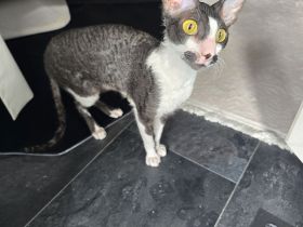 Katze weiblich/Kastiert und geimpft