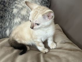 Bengal Kitten Snow Marbled Mädchen 13 Wochen Mit Stammbaum