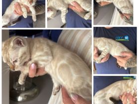 Bengal kitten Snow Kater 12 Wochen Reinrassig