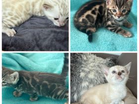 Bengal kitten Snow Lynx / Blue / Braun Mit Stammbaum