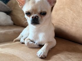 Chihuahua Manfred Deckrüde