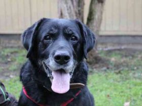 Apollo, Labrador, geb. 2015, für ihn suchen wir Menschen mit Herz, Geduld und einem gemütlichen Lebe