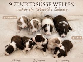 9 Zuckersüße Welpen