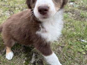 🐶 Liebevolle Border Collie × Australian Shepherd Welpen 🐶