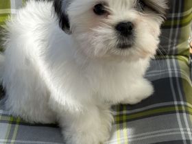 Liebevolle Shih-Tzu × Malteser Welpen Dringender Verkauf wegen Umzugs. Preisverhandelbar!