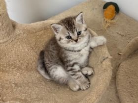 BKH Kitten suchen ein neues liebevolles Zuhause!