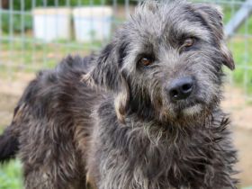 Goldschatz TROY, aus schlimmen Verhältnissen gerettet, hat so viel Liebe zu geben