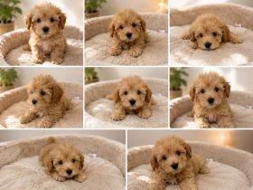 Maltipoo welpen suchen neues zuhause Toypudel/ Malteser/ zwergpudel