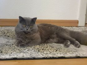 Reinrassige bkh  deckkater