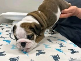 🐾 Englische Bulldoggenwelpen suchen ein neues Zuhause 🐾