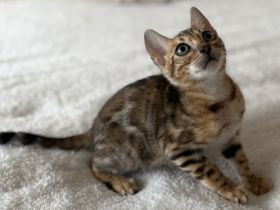 Bengal Kitten Kater Brown Rosetted