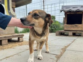 Schüchterne kleine Diane sucht Sicherheit