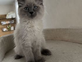 Neva Masquarade Blue Point Kitten