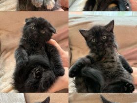 6 Babys Perser Mix Kitten sucht ein liebevolles Zuhause
