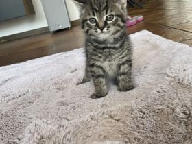 Wunderschöne Kätzchen suchen liebevolles Zuhause 🏡