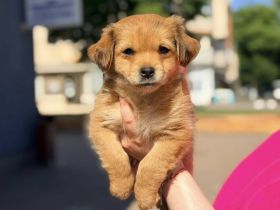 Adino, sucht seineFamilie