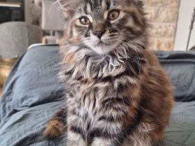 Maine Coon