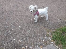 Bichon Mini