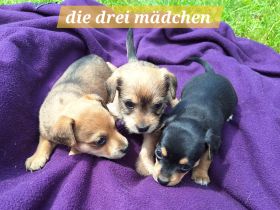 Prager Rattler- Terrier mix Welpen