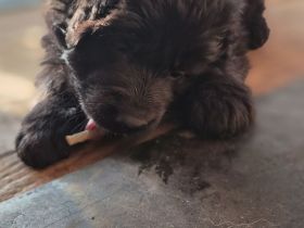 Deutscher Schäferhund Langhaar Welpe