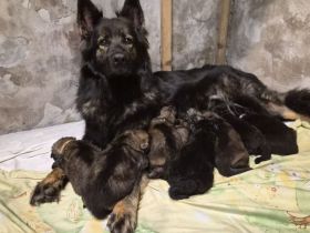 Langhaar Schäferhund Welpen