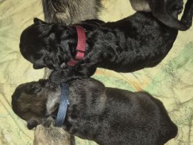 Deutscher Schäferhund Welpen Langhaar