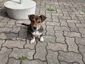 Jack Russel Hündin aus eigener Zucht. 18 Wochen