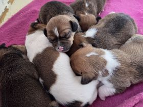 Jack Russel Terrier Welpen