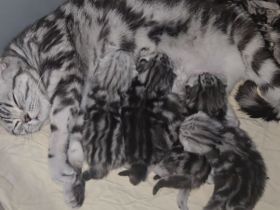 Black Silver Tabby Classic mit Stammbaum in Berlin