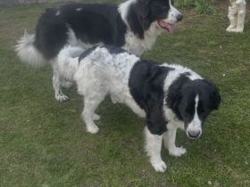 Bukovina-Landseer-Welpen