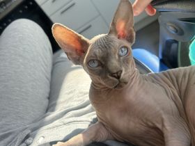 Kater sucht neues zu Hause