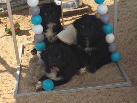 3 Australian Shepherd Rüden in black bi ab sofort abzugeben mit ASDR