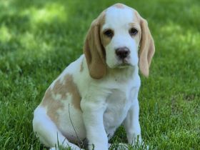 Reinrassiger Beaglewelpe in liebevolle Hände abzugeben