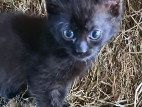 Junge Katzen/ Kitten abzugeben