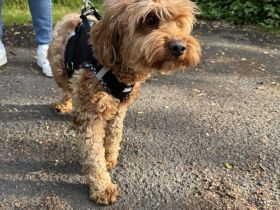 Maltipoo Hündin