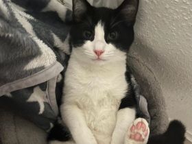 Katze zu verkaufen – Liebevolles Zuhause gesucht